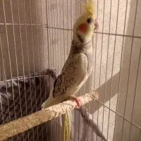 عروس هلندی مولد جوان با ۳ جوجه|پرنده|ری, شهادت|دیوار