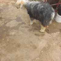 کوه ماده عتیقه|حیوانات مزرعه|اندیکا, |دیوار