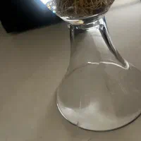 گلدان شیشه ای خارجی با گل بامبو پیچ|گل و گیاه طبیعی|مشهد, شهرک امام هادی (شهرک غرب)|دیوار