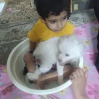 سگ پامرانین روباهی خرسی گمشده|سگ|اصفهان, بهاران|دیوار