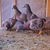 کبوتر|پرنده|قزوین, |دیوار