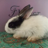 بچه خرگوش|موش و خرگوش|مرودشت, مجد آباد|دیوار