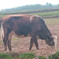 گاو دو دندان سمینتال نزاییده اصیل داشت،قربانی