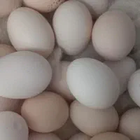 تخم.مرغ