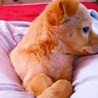 توله سگ سه ماهه اشپیتز