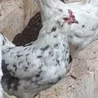 مرغ سفید