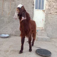 بز نر|حیوانات مزرعه|هامون, |دیوار