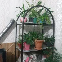 هراج گل ها|گل و گیاه طبیعی|چناران, |دیوار