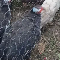 مرغ شاخدار