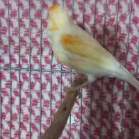 قناری نر|پرنده|نهاوند, |دیوار