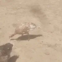 بوقلمون و غاز