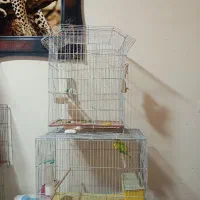 قفس پرنده و پرنده مرغ عشق ماده و نر|پرنده|شیراز, شهرک صدا و سیما|دیوار