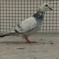 کفتر