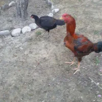 خروس لاری