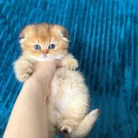 مجموعه گربههای فسقلی ( کانال میوهاپ )|گربه|خرمآباد, |دیوار