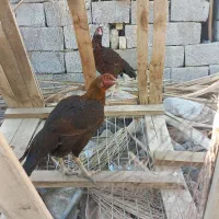 مرغ نسل دار