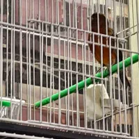 قناری نر و ماده اماده|پرنده|مشهد, هفده شهریور|دیوار