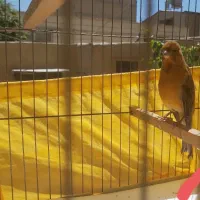 قناری نر سرخ