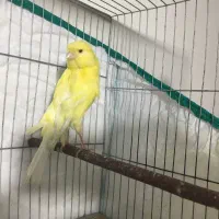 قناری ماده سوپری