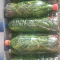 فروش خیارشور