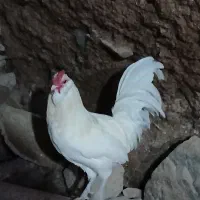 خروس گلین سفید نیمچه مرندی فریک لاری جوان