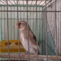 سهره کرمانی نر|پرنده|پردیس, فاز ۴|دیوار