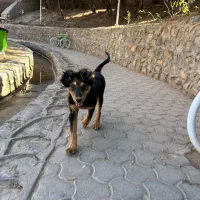 روتوایلر دو رگ