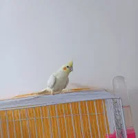 عروس هلندی قناری