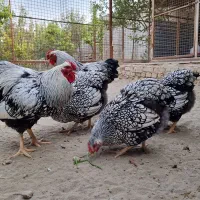 جوجه ویاندوت (مرغ و خروس فروش ندارم فقط جوجه)|حیوانات مزرعه|تهران, چیتگر جنوبی|دیوار