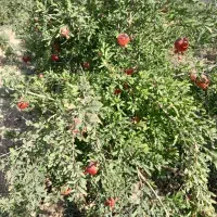 باغ انار