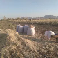 کاه لوبیا، کاه، یونجه