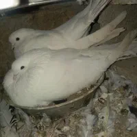 کبوتر‌سالاخ