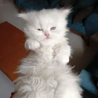 واگذاری توله گربه