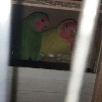 کوتوله برزیلی جفت با دو تا جوجه