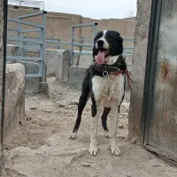 سگ سفت سفت بشرط