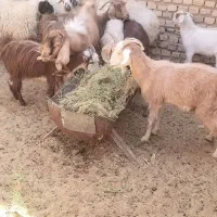 فروش گوسفند
