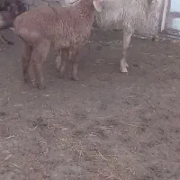 میش|حیوانات مزرعه|زیرکوه, |دیوار