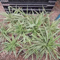 ۱۰ عدد گندمی ۳۰۰ تومن