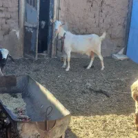 بره ماده سبک وزن|حیوانات مزرعه|درمیان, |دیوار