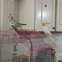 عروس هلندی