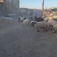 ۲۸گوسفند زاییده و۱۰گوسفند آبستن و۱۱بره پارسالی|حیوانات مزرعه|زاهدان, |دیوار