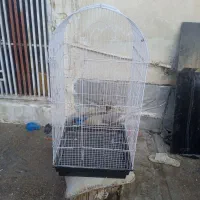 جفت لوتینو .قفس.کبوتر.لونه پرنده|پرنده|بوشهر, |دیوار