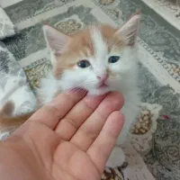 واگزاری فوری گربه