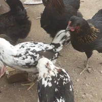 طرقبه حصار،مرغ وخروس