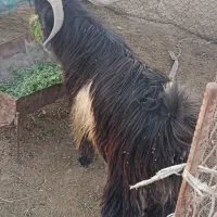 تیر بز شهر کردی