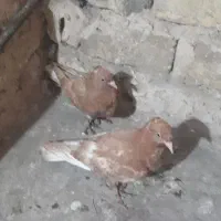 ۶تاجوجه زرد کاکلی و مرغ عشق|پرنده|مشهد, هدایت|دیوار