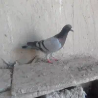 کورکورو قدیمی