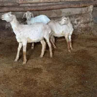 بره ماده گوسفند میش