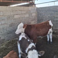 گوساله بذری 8ماهه