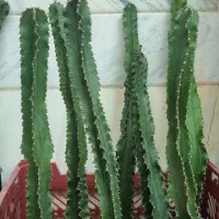 گل کاکتوس|گل و گیاه طبیعی|قم, امامزاده ابراهیم|دیوار